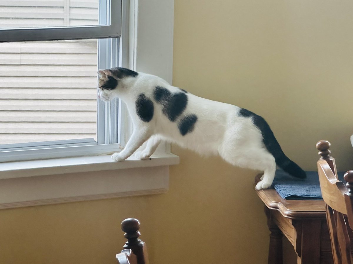 monroe_quinn's tweet image. Moon needs 2 know what’s up. #CatsOfTwitter #nutbread #moon #adoptdontshop #domesticshorthair