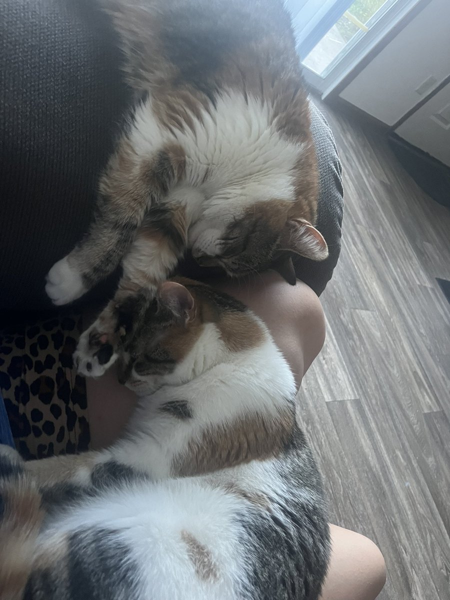 18brookiecookie's tweet photo. I know I’m biased but my girls are the cutest in the whole world😭💗 https://t.co/TmH8qOC5uy
