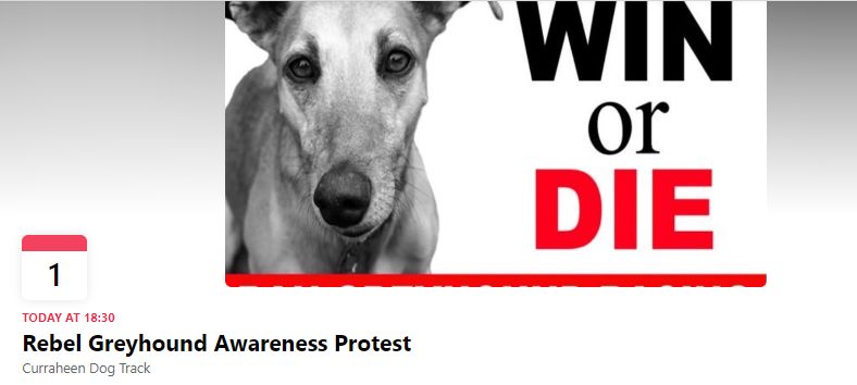 AnimalPartyIE's tweet photo. DON'T FORGET! Anti-greyhound racing protests tonight 💪: #LimerickCity #dogtrack, 18.30 pm #RTW
https://t.co/nEn2UuGugF
#CorkCity #Curraheen dog track, 18.30 pm
https://t.co/YlLO51A1pz #RSVP
#YouBetTheyDie #BanGreyHoundRacing
@banbloodsports https://t.co/hfXITVcepU