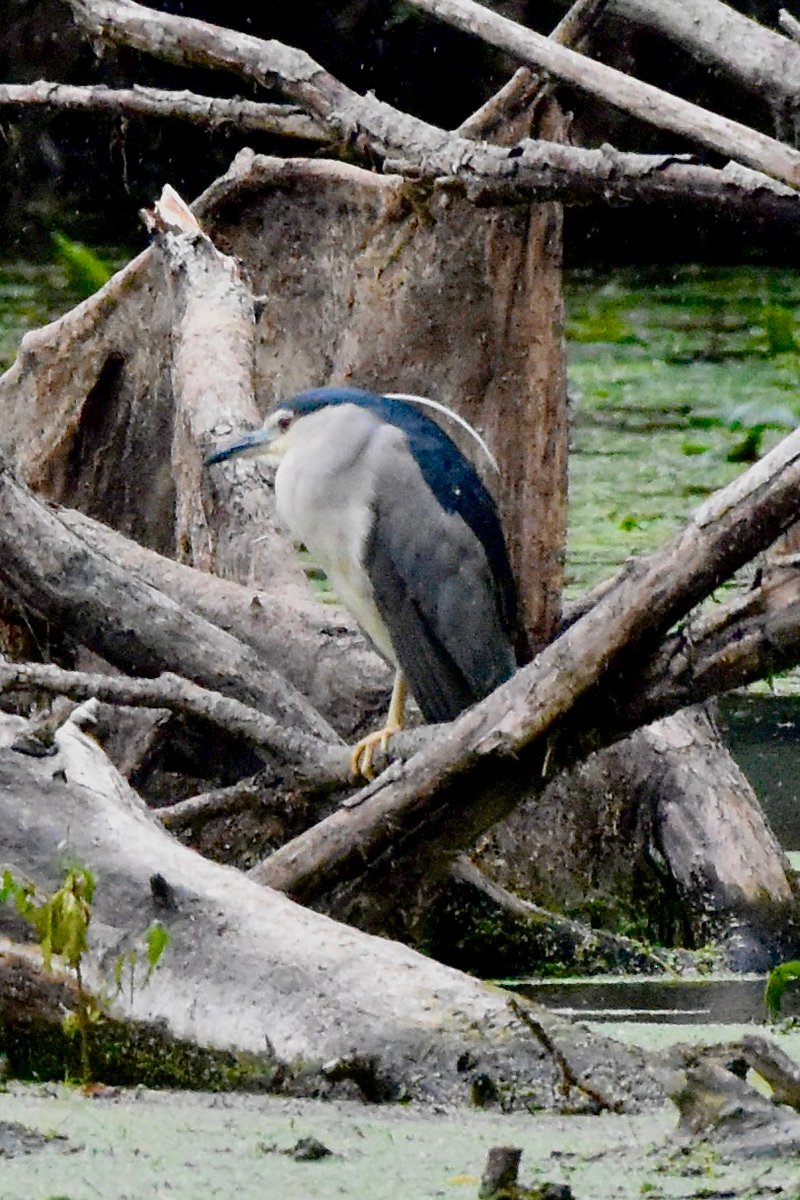 Great to finally catch up with the Ouse Washes Night Heron yesterday. Seemed quite happy in the rain! <a href="/CambsBirdClub/">Cambs Bird Club</a>