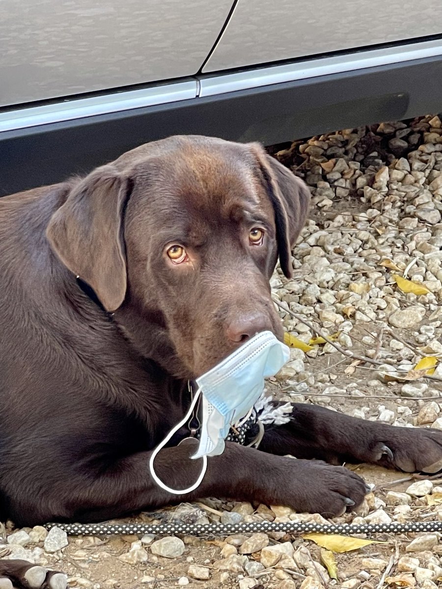 Fun Spanish holiday memory!  Even Jack was determined to mask-up! 😎🐕  #EmovisTagSummer <a href="/EmovisTag/">Emovis Tag</a>