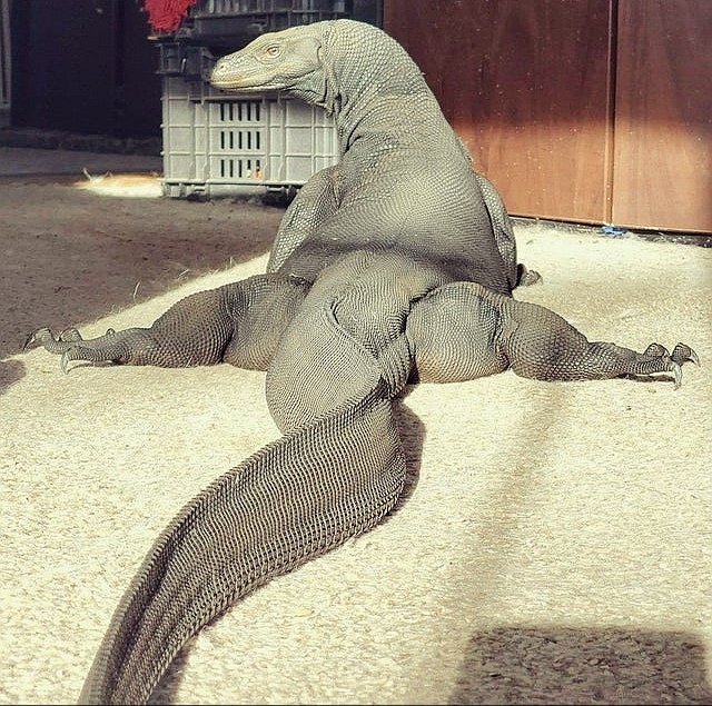 blush_yuyu's tweet photo. Look Alike ๐น
Duduk simpuh biawak #banban
#catdakucingku #kucing #pecintakucing #meow #cat #cattwiter #catontwitter #catlife #catlovers #catvideo #funnycats #funnycatvideos #kucingtwitter #lawakkucing #kucinglucu #kucinglovers https://t.co/CfqF7rZ6K6