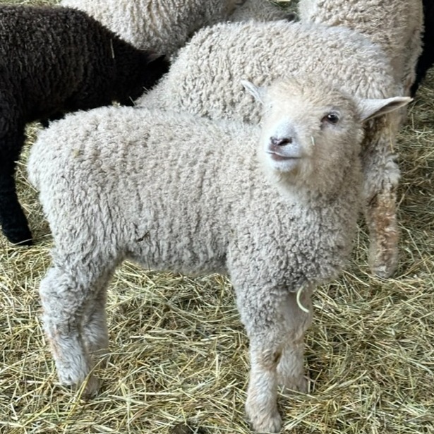 What is something ewe are looking forward to this weekend? ☀️

#SheepSaturday #Lambs

#AltText: Lambs in our barn. One lamb is turned towards the camera with a little smile on its face!