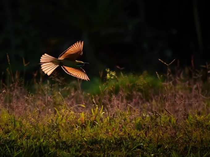 Green bee eater flying in evening sunlight