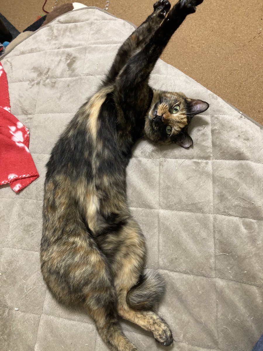 Tora_Azuki's tweet photo. 353日目。伸びるあず。
#ねこ #あずき #とらじろう #つぶあん #伸び #お腹 #サビ猫 #猫のいる暮らし #cat #adoptedcat #streaching #belly #tortie #catlife https://t.co/n3eJqRIVkU
