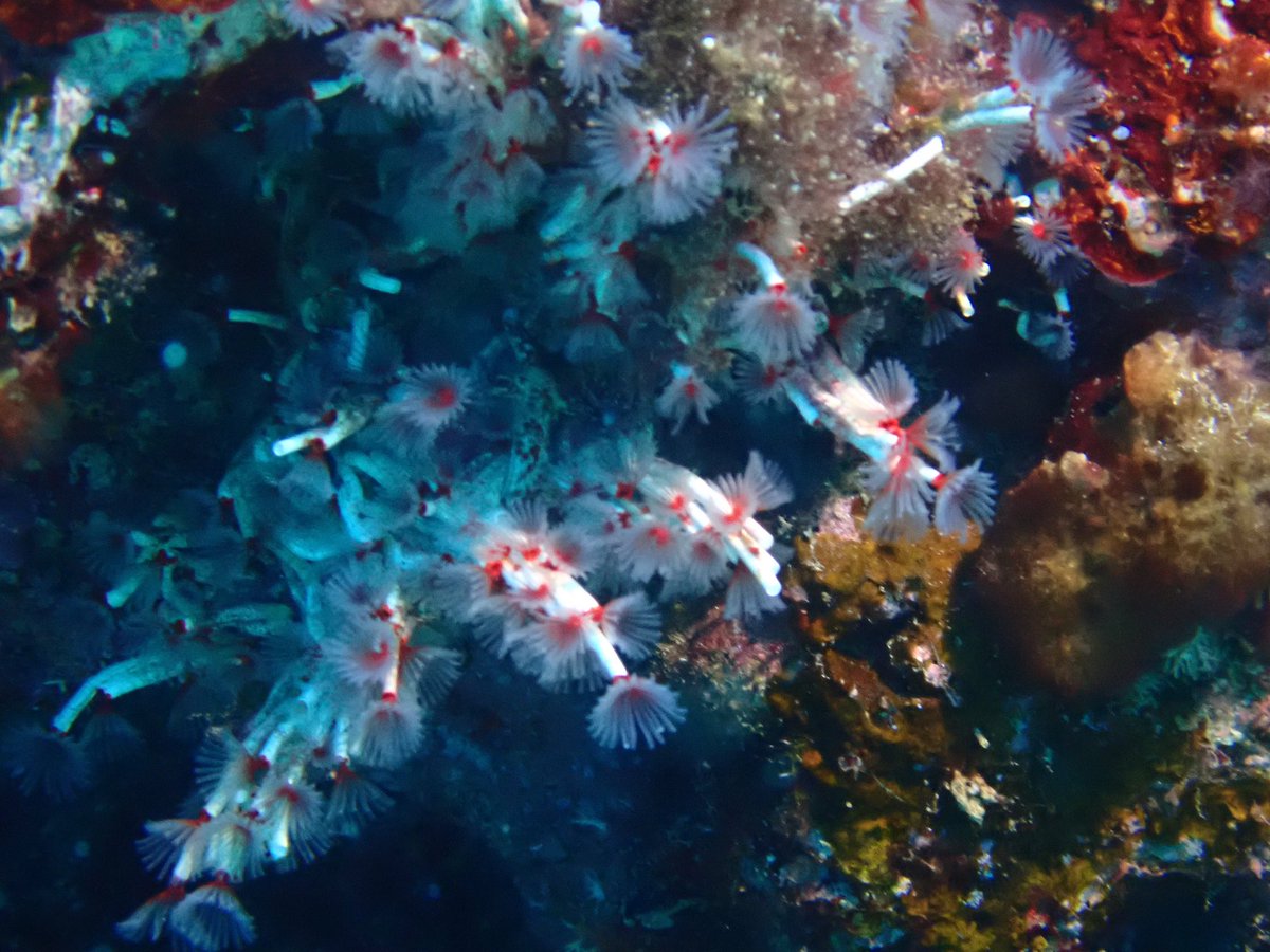 Today on International Polychaete Day 🪱, I went diving in Maeda, where I observed those pretty Filogranella. 😍 Maeda is one of the most popular and crowded dive site in Okinawa. I hope the divers noticed the elegant worms 🥺❤️
#internationalpolychaeteday #wormwednesday