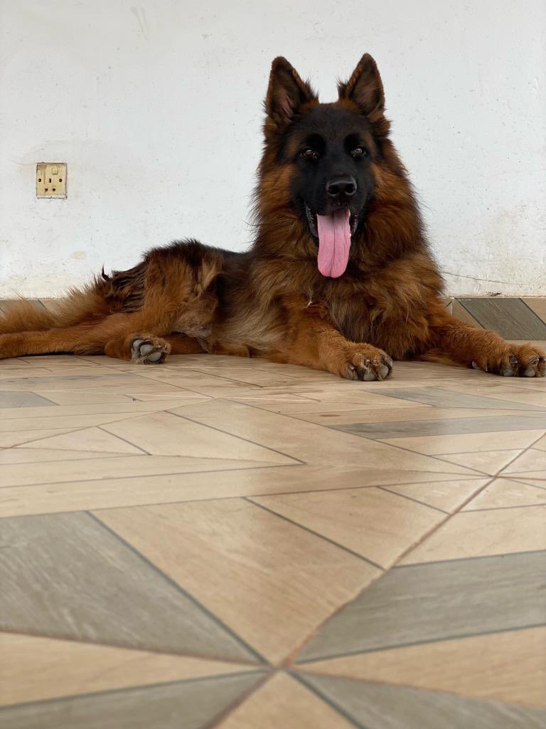 PawAndPups's tweet photo. German shepherd  - ADULT 
BREED STOCK
30,000ghc - Male 
2 years
Pedigree documentation available 

Judo Von Haus Alphaunde
He’s fertile with litters on the ground

Please RT. Thank you https://t.co/pIK7NPtpM7