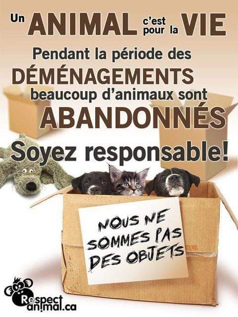 Josée Leblanc ⚜️ (@654famille) on Twitter photo 