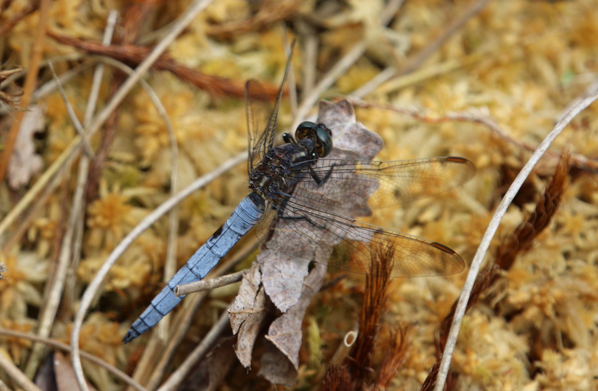 White-legged and Small Red Damselfies and Keeled Skimmer, Henley Park Lake