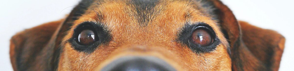 Potty Training a Puppy: Help From Complete Canine Training dlvr.it/SrWg9C