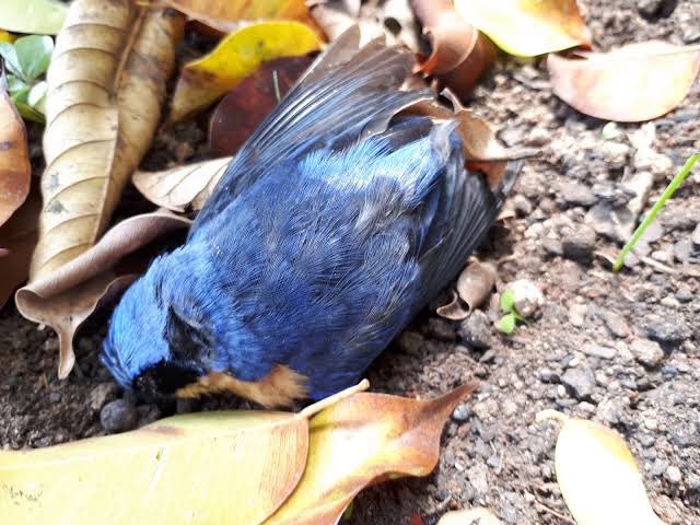 DolangueNews's tweet photo. 🔴 LUTO: Aos 27 anos, Twitter é encontrado morto em Piracanjuba
“Taxa limite excedida” teria sido suas últimas palavras 

Compartilhe se fez parte da sua infância 🩵 https://t.co/Bg3pz5u01W