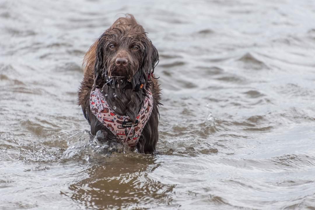 freddiethelab's tweet photo. Safe to say Huckleberry had a great time #chapelpoint #Lincolnshire @SLEquineJourno https://t.co/pQuo1rompR