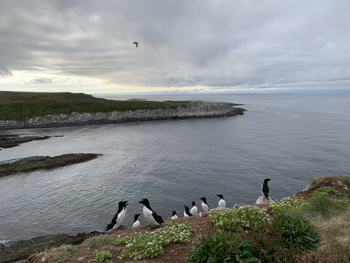 tonereiert's tweet photo. Razorbills (the best seabird 😉) are everywhere on Hornøya, but soooo hard to capture. Especially when you want the ones with gls 😅 #seabirds #seabirdersaturday #fieldwork @NINAnature https://t.co/V7seqUE0mj