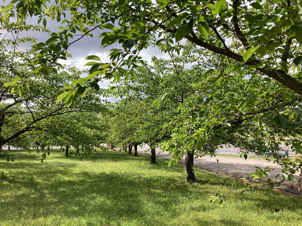 euro_tour's tweet image. ビリニュス(🇱🇹リトアニア)。
本日の風景より。
⑥ 杉原千畝桜公園
