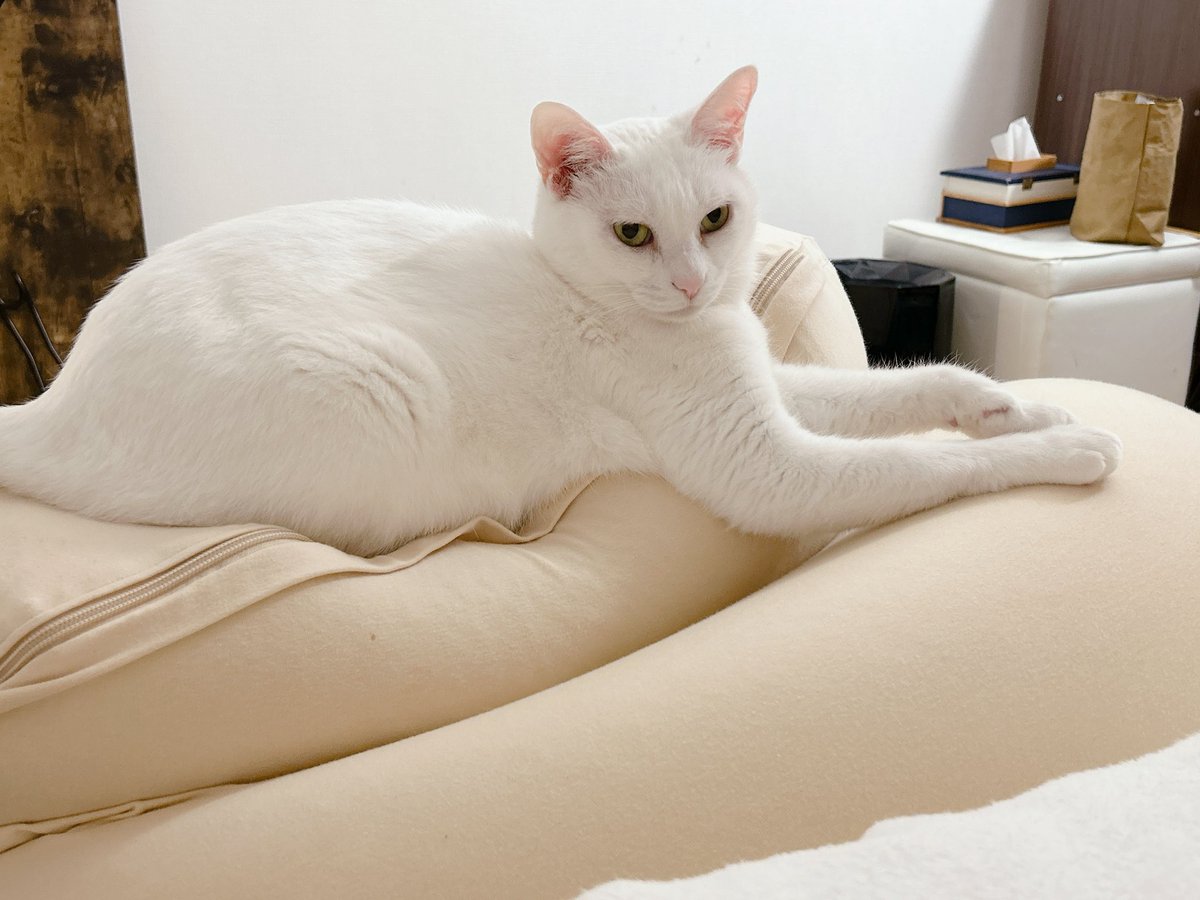 鼻の下ナガイナガイだけじゃなくて、おててもナガイナガイ