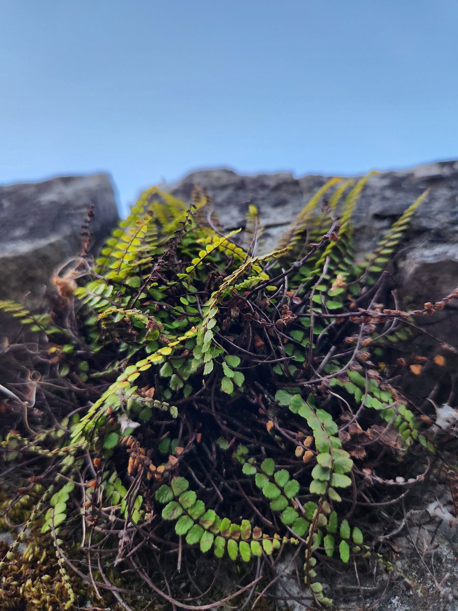 SanSania's tweet photo. But the mosses and lichens and plants bursting from the stone...tiny galexies everywhere the eye wanders. 🌱 https://t.co/Z1KLD7Qpx3