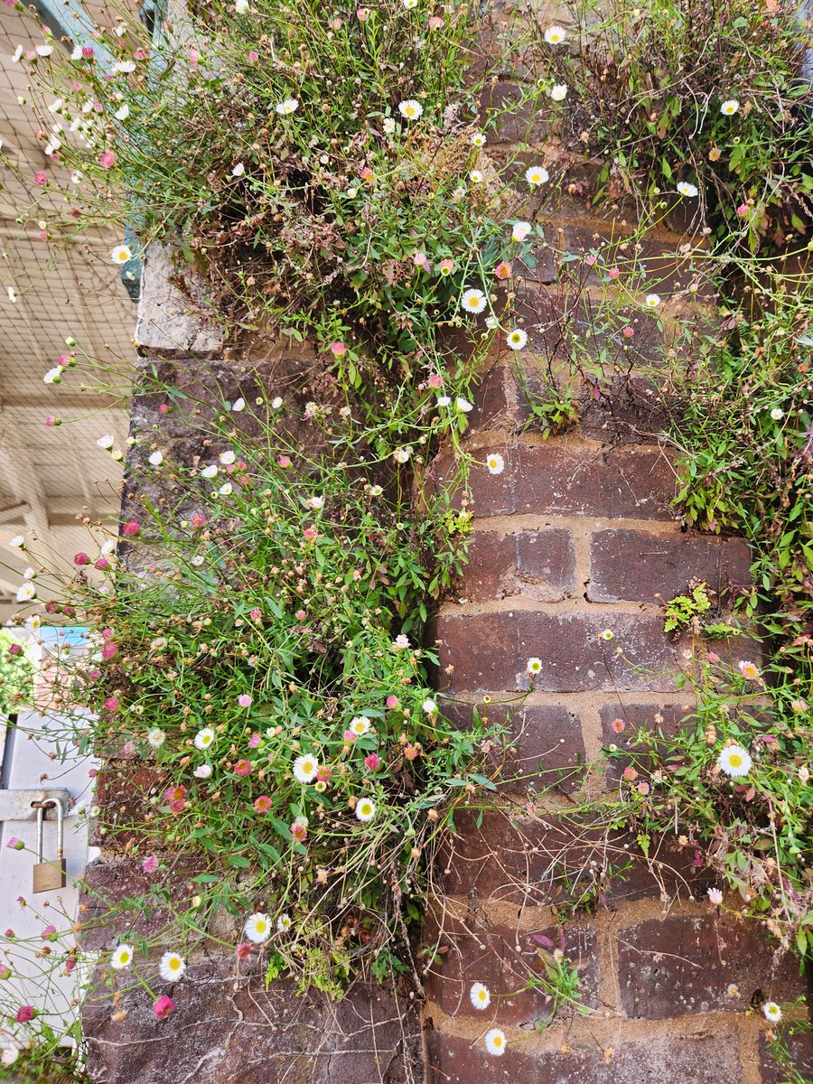 But the mosses and lichens and plants bursting from the stone...tiny galexies everywhere the eye wanders. 🌱