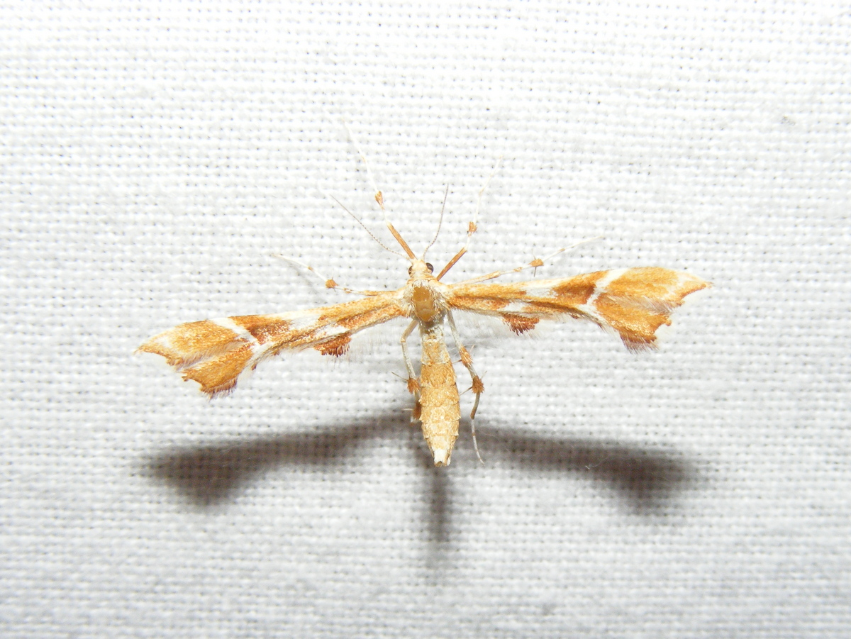 De Rozenvedermot is altijd een mooie soort om op het laken te hebben.
Een zeldzame soort in Nl, zeker voor Utrecht, die daar bijna niet gezien wordt. De afgelopen jaren hebben wij deze al enkele malen in 'onze' gebieden gezien en deze week ook weer. @UtrLandschap @boswachter_jacq
