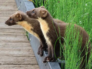 An EPIC encounter with these 3 youngsters was captured by one of our regular visitors earlier this week. What a sight to witness along the boardwalk! 📸John Hutton @lovelochlomond @Natures_Voice @RSPBScotland @lomondtrossachs