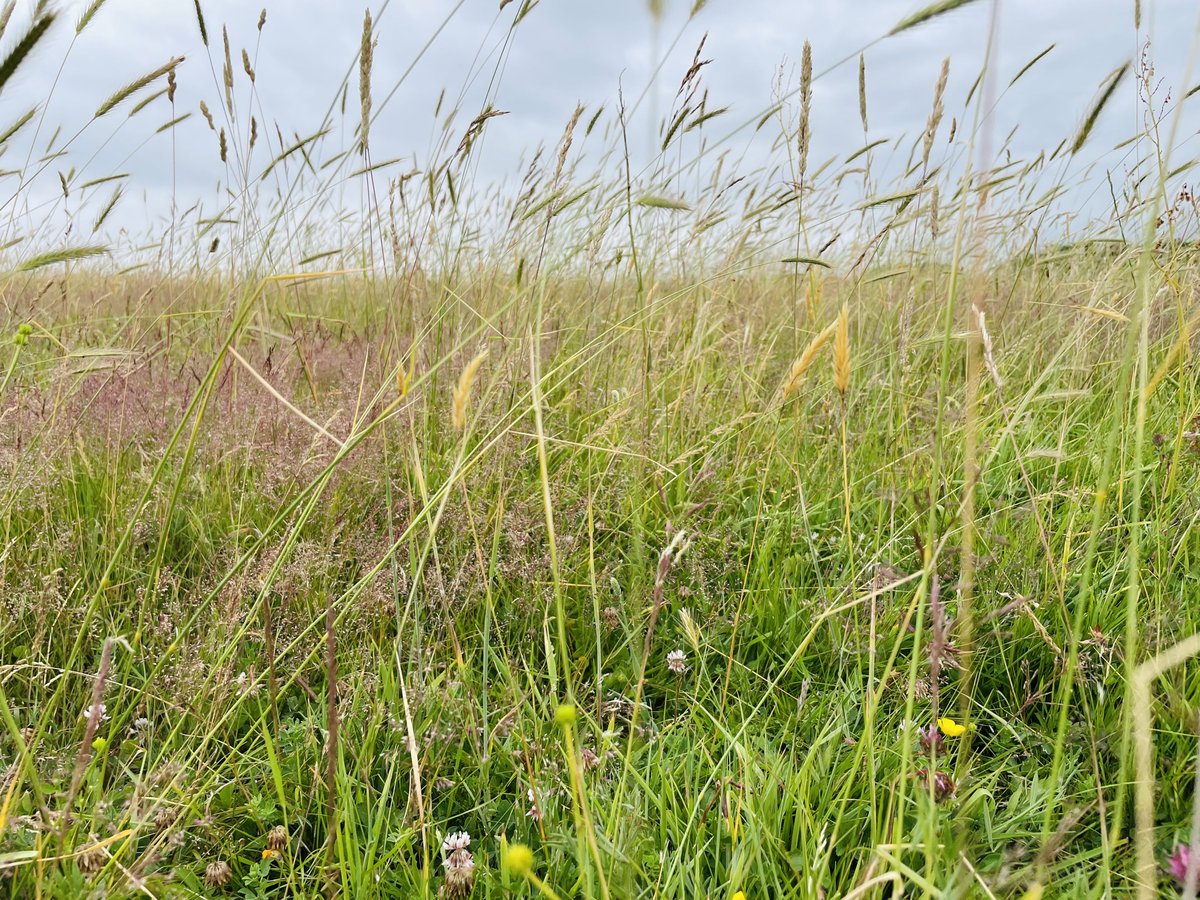 Very lucky that my job allows me to survey these places #NationalMeadowsDay
