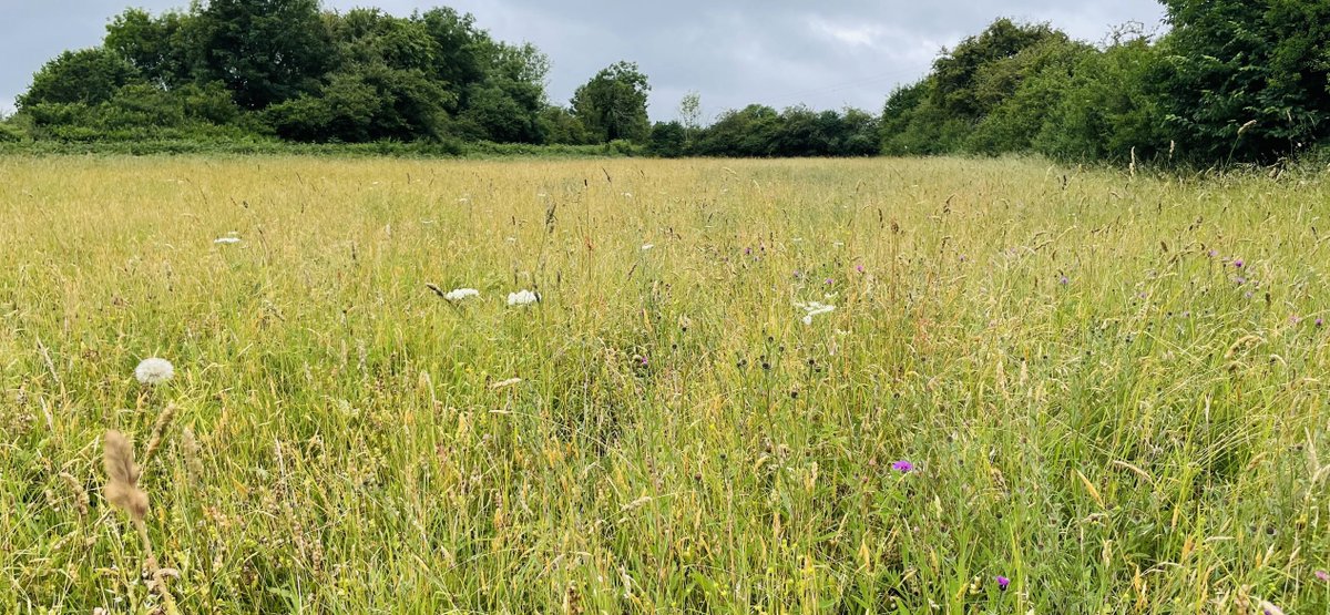 EcologistDan's tweet photo. Very lucky that my job allows me to survey these places #NationalMeadowsDay https://t.co/O2fDDDGw1V