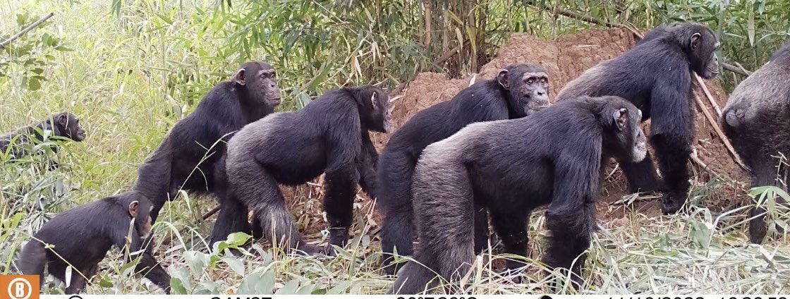 Come work with us in the incredible #MoyenBafing and help us get to know these amazing chimpanzees. Deadline 15th July, costs covered & small stipend. More details 👉 tinyurl.com/mbchimpjob