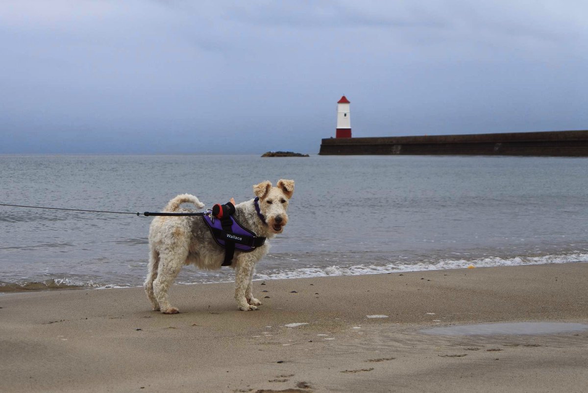 Dogs on a beach 1: My seaside pawtfolio from #BerwickuponTweed

Sniffin' the air, posing, looking thoughtful and the local tourist board promo shot for 2024...😊😂