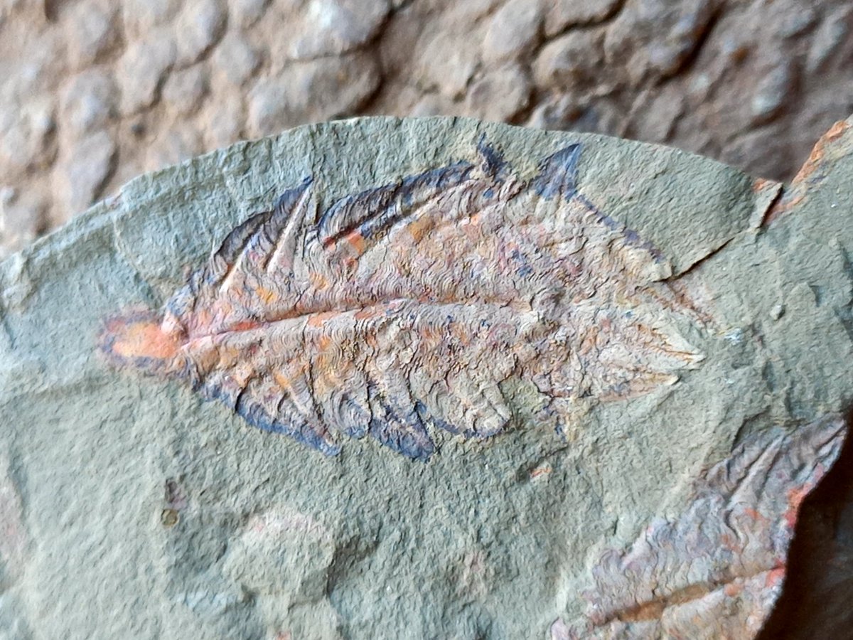 Plumulites specimen fossiles from fezouata !#fossils #Trilobite #geology...