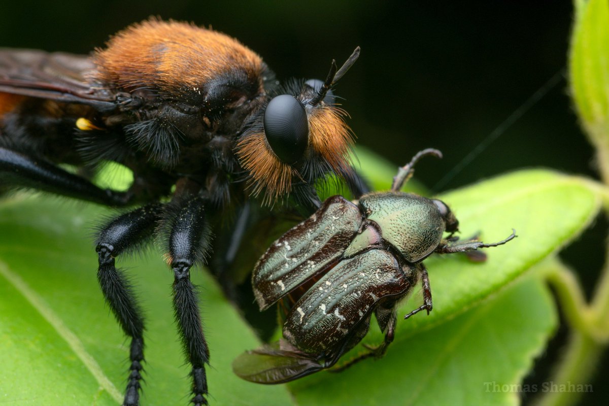 🪰an enormous robber fly (Laphria lata) feeds on a scarab beetle (Euphoria sepulcralis?)🪲