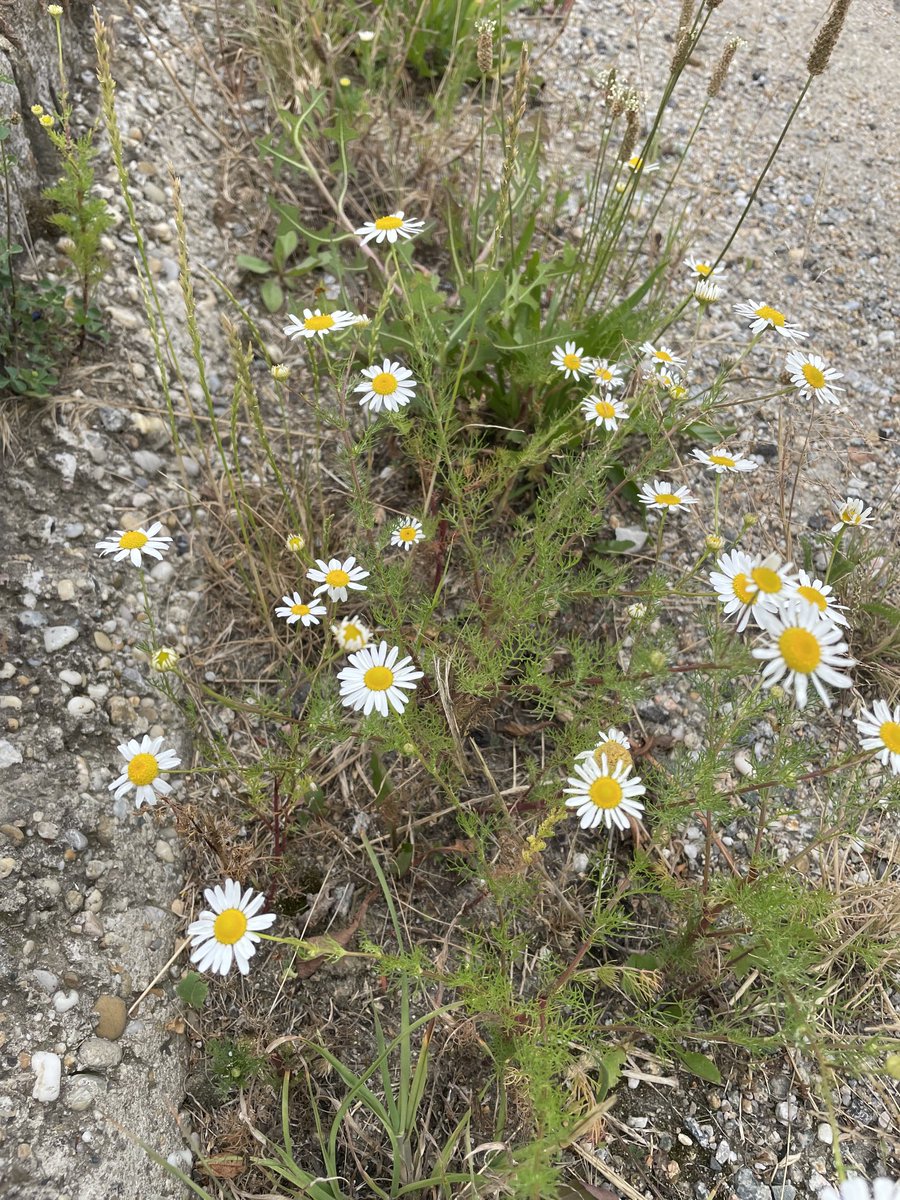 Leucorodia's tweet photo. Lebensraum Straßenrand. Mit der wilder Möhre, Steppensalbei, Spitzwegerich, Kamille, Wegwarte, Kornblume und Natternkopf oftmals mehr Vielfalt als in vielen Wiesen. #strassenrand #insekten #artenvielfalt https://t.co/XSmbTAV5Ph