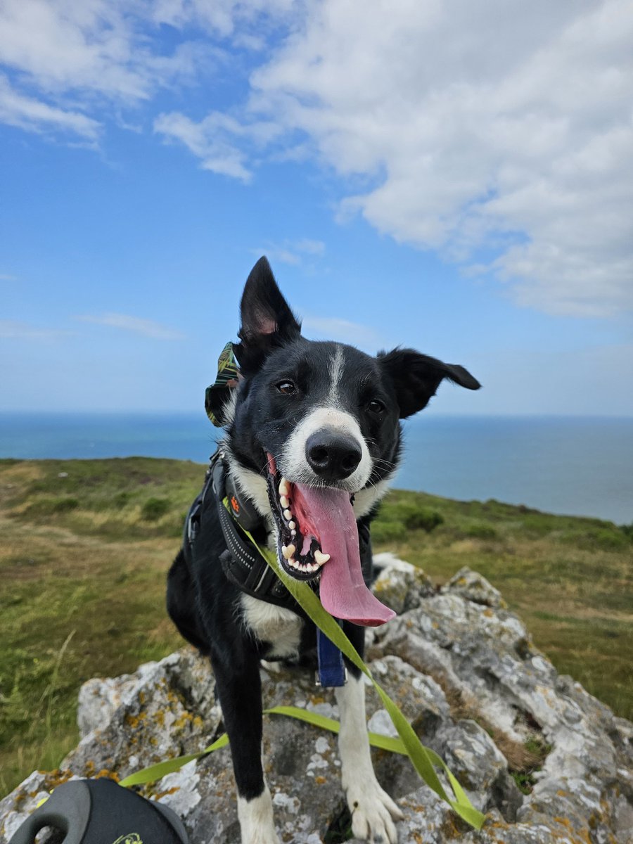 #HappySaturday and we have ventured to the #GreatOrme #TongueOut #MaxThePuppy #BorderCollie