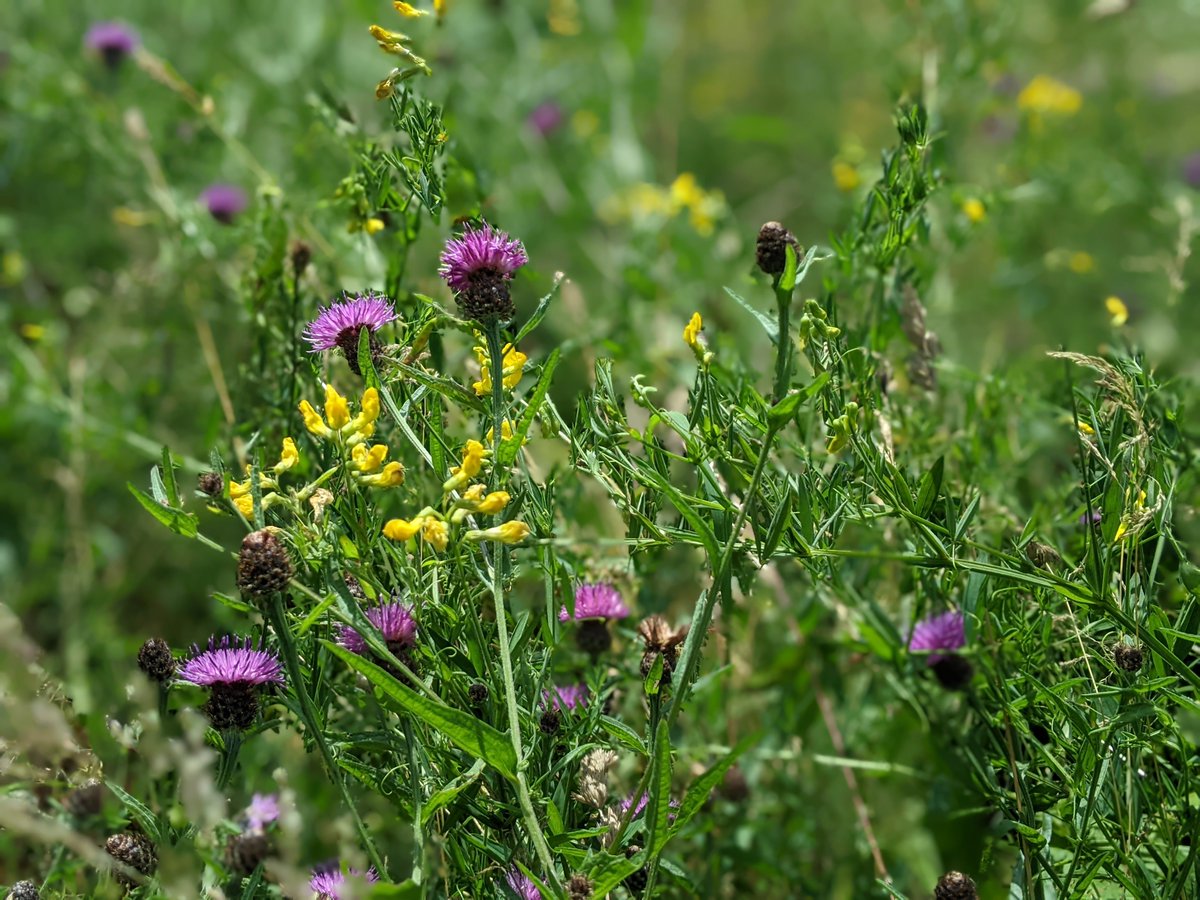 nourish_planet's tweet photo. Damp meadowland at Pathfields, Plympton by @plymouthcc 

#NationalMeadowsDay #Devon #wildf https://t.co/LNua2ylAC0