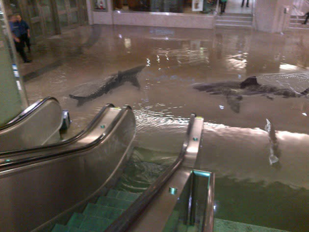 it’s getting crazy in France 

a group has flooded a local mall and released sharks they stole from an aquarium