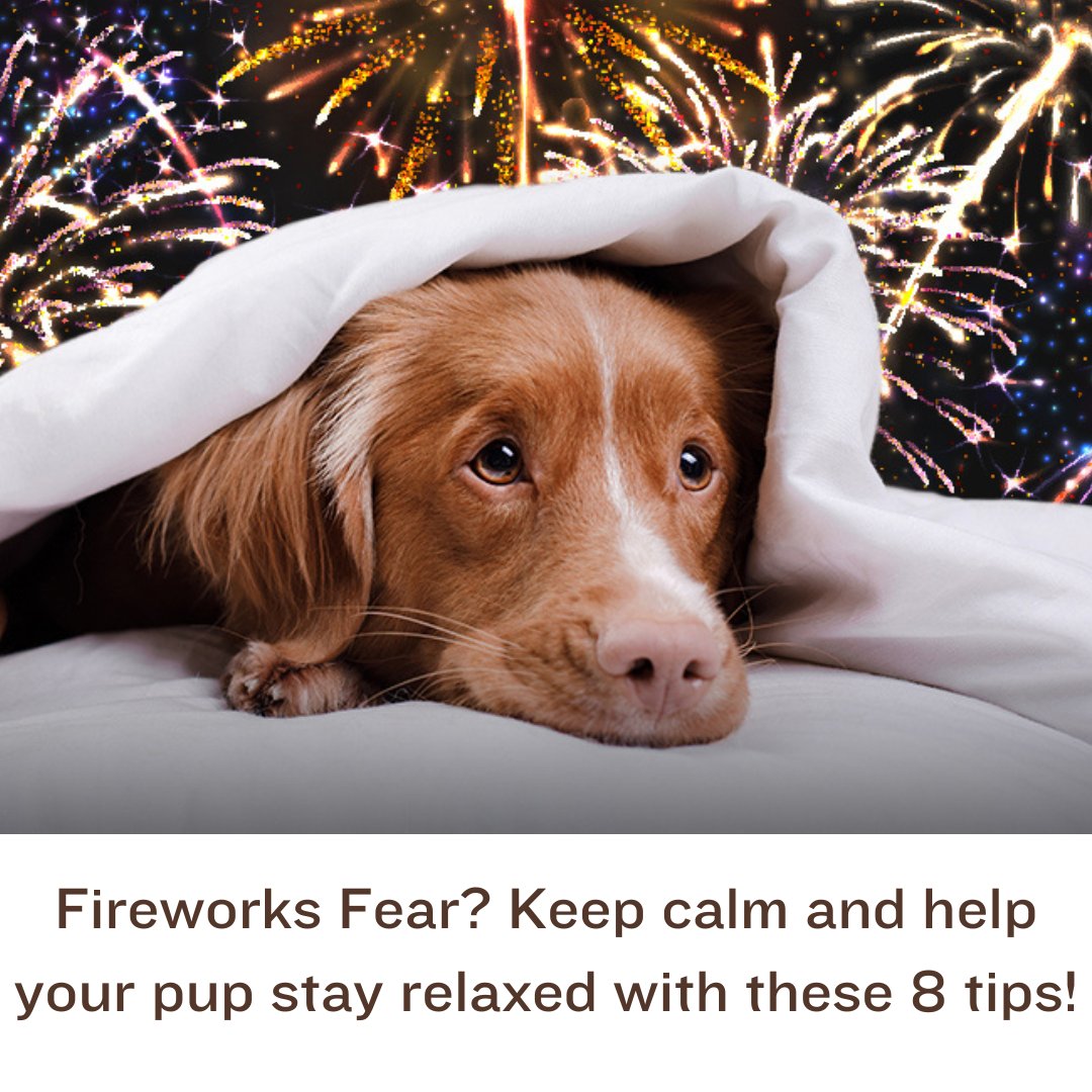 devine360team's tweet photo. Is your pup afraid of the Fireworks?! Here are 8 helpful tips to ensure your dogs are safe and relaxed this Fourth of July Weekend! 🎆  🐾 https://t.co/mVdUR1pQXp