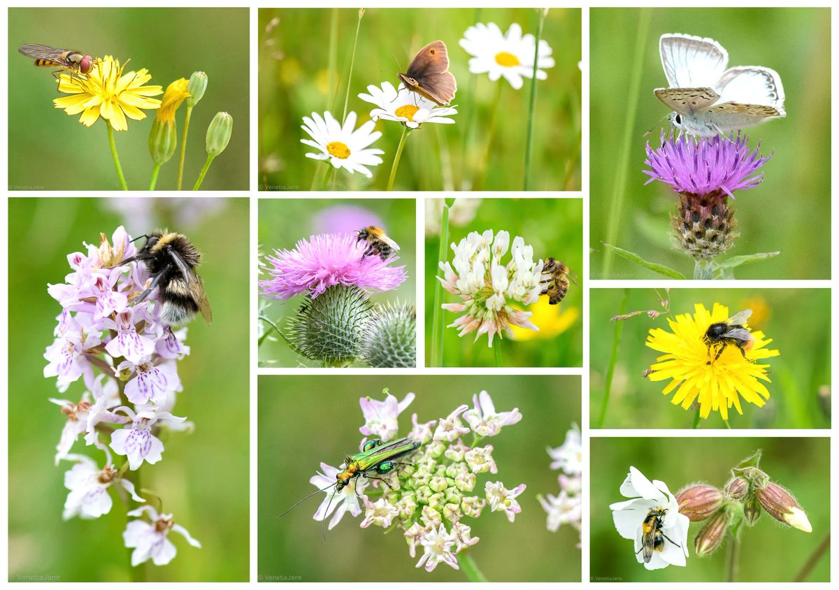 Pollinators and #wildflowers celebrating #NationalMeadowsDay with some #DailyBotanicalBeauty.