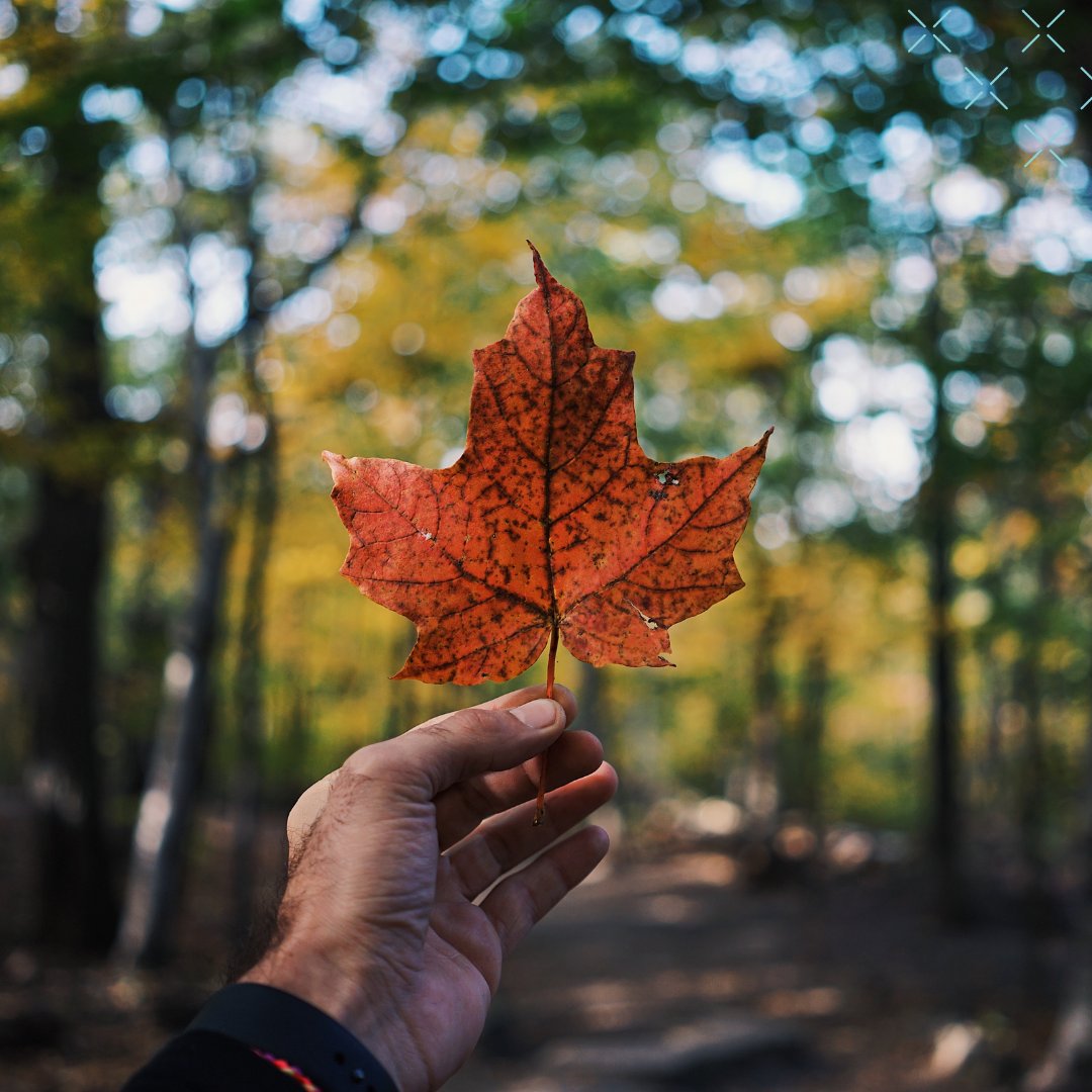 phantom_screens's tweet photo. Happy Canada Day!🍁 Spend the day with friends, soak up the sun and enjoy the beauty around you. Wishing all of our Canadian friends a happy and safe holiday!

#HappyCanadaDay https://t.co/Ac7kaQ4cYx