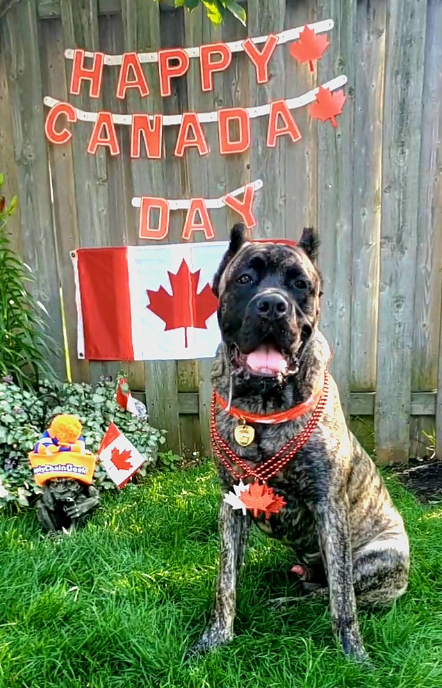 BarcodingCanada's tweet photo. Happy Canada Day #supplychaingeeks! Preacher and all the humans at Barcoding-Canada hope you take the day to relax and unwind. Want to see the other fluffy employees who "work" for us? Check out our album of fellow furry supply chain geeks! https://t.co/pvvnVphny3 https://t.co/wV0s2T4szI