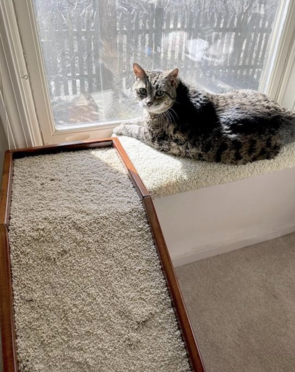 PetClassics's tweet photo. Living large!

#catramp #catperch #petramp #windowperch https://t.co/TDSNTG7xyJ