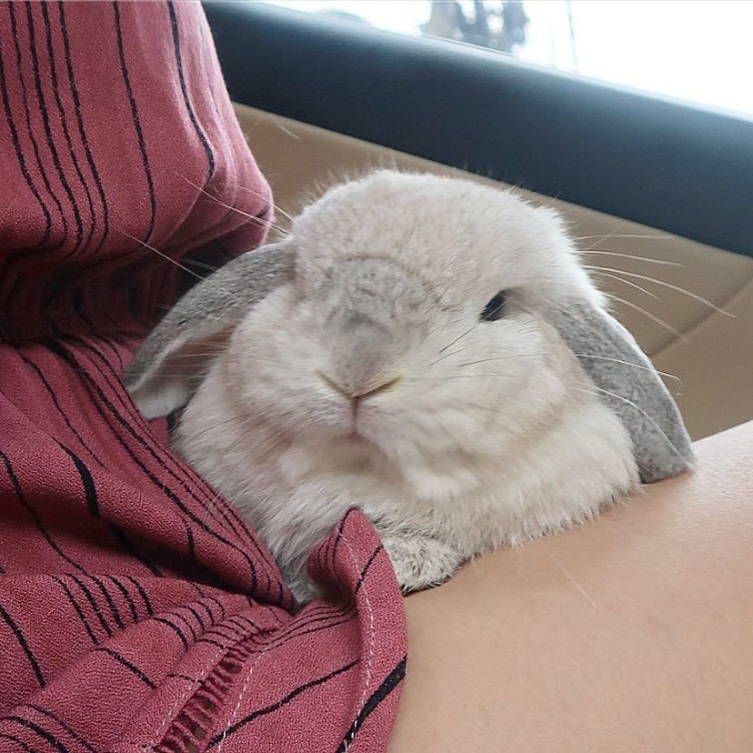 Ratsypats's tweet image. Optimus Prime's nose in Rise of the Beasts makes him look like an angry bunny, and it's not open to discussion

#Transformers 
#TransformersRiseoftheBeasts 
#Optim