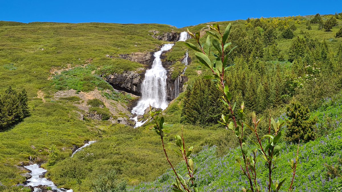 IcelandinFocus's tweet image. #Iceland is frequently #cited as an example of a #country that is #respectful of the #environment. Go to buff.ly/3XAr7UB for more