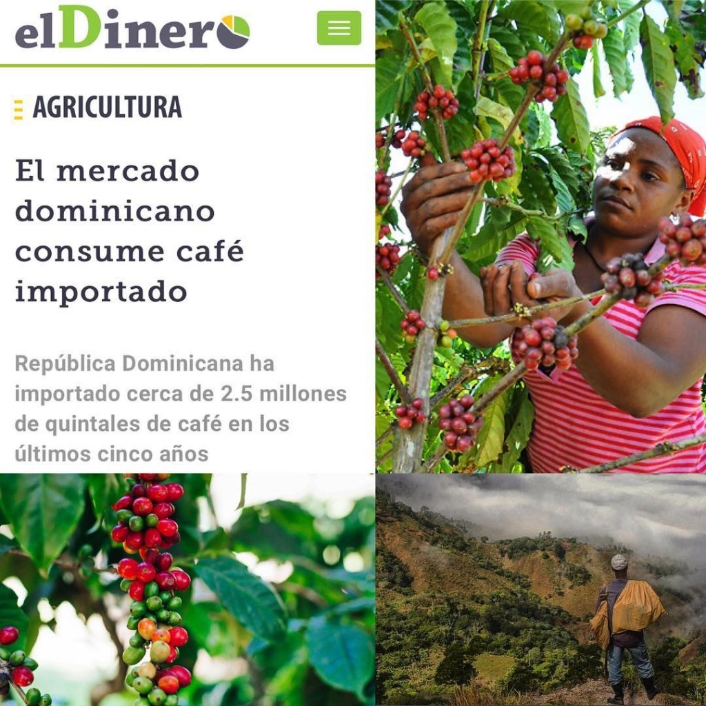 J. Paulino ☕️🇩🇴 (@cafederd) on Twitter photo ¡Urgente programa para rehabilitar nuestra 🇩🇴caficultura! <a href="/BelkotaG/">Belkys Garcia</a> <a href="/ccapellan1/">Cristian Capellán</a> <a href="/EnriqueChalas/">Enrique Chalas</a> <a href="/EvelinPlacidoAl/">Evelin Placido-Almon</a> <a href="/edithfebles/">Edith Febles</a> <a href="/MTejadaC/">Milton Manuel Tejada Cruz</a> <a href="/JesusAntonioGn1/">Jesus Antonio Gónzalez G.</a> <a href="/JennyRogers1310/">Madame Rogers 💅😌🌺💙🦋</a> <a href="/JoseOLeger/">José Osvaldo Leger</a> <a href="/DuniaDW2/">Dunia De Windt</a> <a href="/jbenedictohdez/">Benedicto Hernández</a> <a href="/remolachanews/">remolacha.net</a> <a href="/juanantoniosuaz/">juan antonio suazo</a> <a href="/JoseMonegro/">José P. Monegro</a> <a href="/Jinmygt/">Jinmy García, Sto. Dgo. del Puerto.</a> <a href="/ListinDiario/">LISTÍN DIARIO</a> ¡Urgente programa para rehabilitar nuestra 🇩🇴caficultura! <a href="/BelkotaG/">Belkys Garcia</a> <a href="/ccapellan1/">Cristian Capellán</a> <a href="/EnriqueChalas/">Enrique Chalas</a> <a href="/EvelinPlacidoAl/">Evelin Placido-Almon</a> <a href="/edithfebles/">Edith Febles</a> <a href="/MTejadaC/">Milton Manuel Tejada Cruz</a> <a href="/JesusAntonioGn1/">Jesus Antonio Gónzalez G.</a> <a href="/JennyRogers1310/">Madame Rogers 💅😌🌺💙🦋</a> <a href="/JoseOLeger/">José Osvaldo Leger</a> <a href="/DuniaDW2/">Dunia De Windt</a> <a href="/jbenedictohdez/">Benedicto Hernández</a> <a href="/remolachanews/">remolacha.net</a> <a href="/juanantoniosuaz/">juan antonio suazo</a> <a href="/JoseMonegro/">José P. Monegro</a> <a href="/Jinmygt/">Jinmy García, Sto. Dgo. del Puerto.</a> <a href="/ListinDiario/">LISTÍN DIARIO</a>