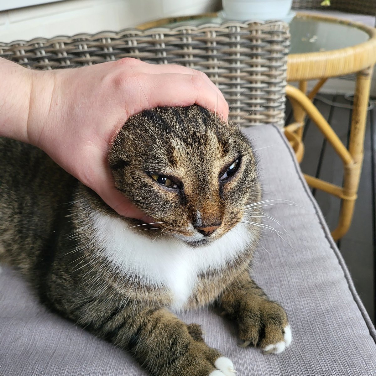 Lordzz5's tweet photo. Do not the cat https://t.co/2jWSFX8Z9b