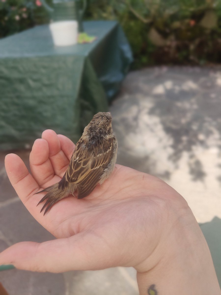 Bitte einmal schnell Hilfe:
Was für ein Schätzchen ist das, wohin kann ich mich wenden, was kann ich akut tun? (Fliegt nicht)
Bitte gerne Retweet!
<a href="/wildtierhilfeKG/">Viechertante</a> 
<a href="/viechertante/">Viechertante</a> 
Dringend!!