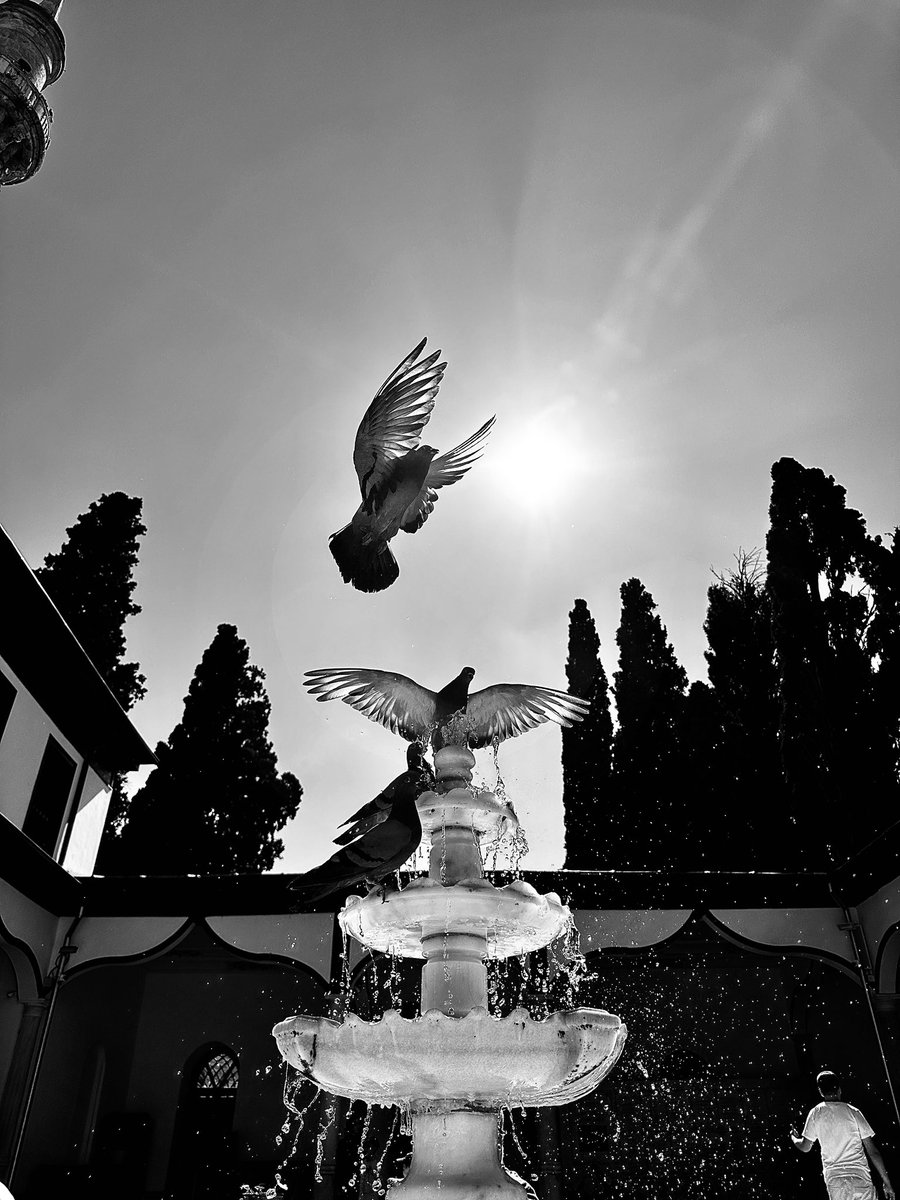 #kuş #bird #nft #NFTcollections