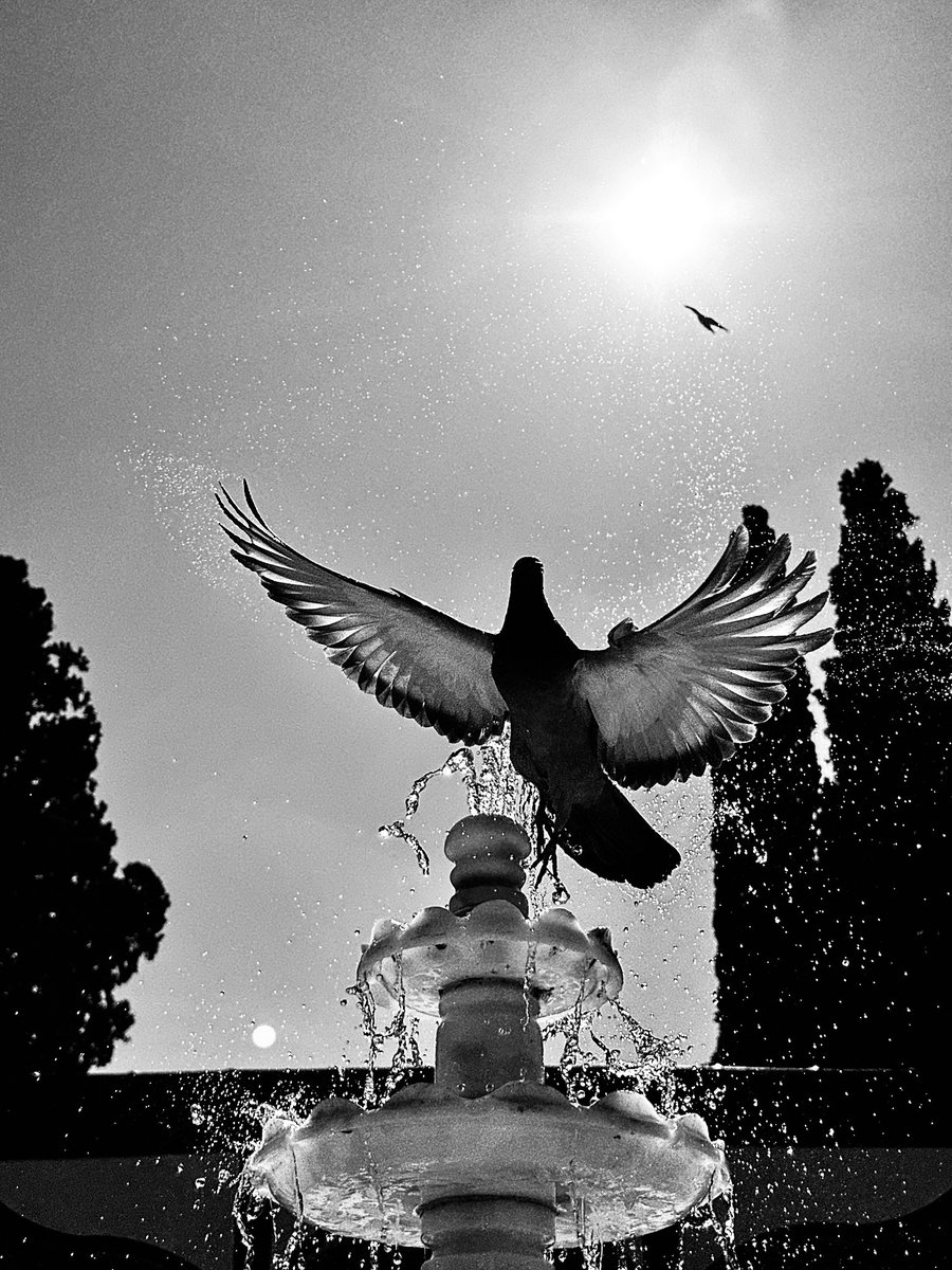 #kuş #bird #nft #NFTCollection