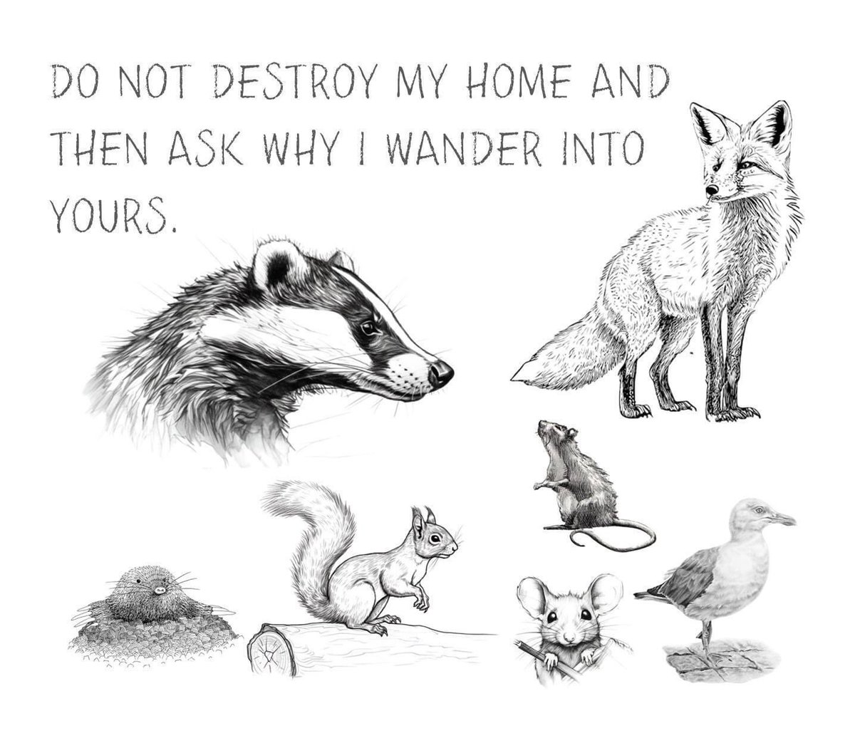ZKabalika's tweet photo. Let’s try to be accommodating
#MakecitiesWildlifeFriendly https://t.co/GQUt7DUz4v
