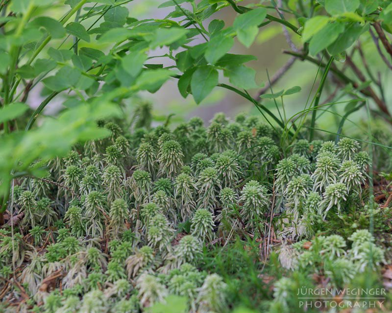 Detailaufnahme des Waldbodens. 

#Waldfotografie #ForestPhotography #WoodsCaptures #ForestWalks #IntoTheForest #ForestVibes #NaturePhotography #OutdoorPhotography #ExploreNature #TreesOfInstagram #WildernessCulture #EarthPix #NatureLovers #NaturePerfection #LandscapePhotography