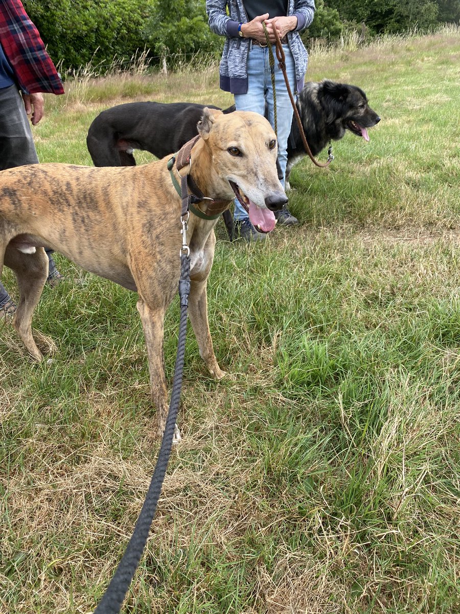 Great social walk today, in cooler temperatures with @ForeverHoundsUK Rescue greyhounds, all with homes, enjoying a fun day out, paddling in streams & strolling through woodland. #BanGreyhoundRacing @Jura_Harris @GreyhAwarenCork
