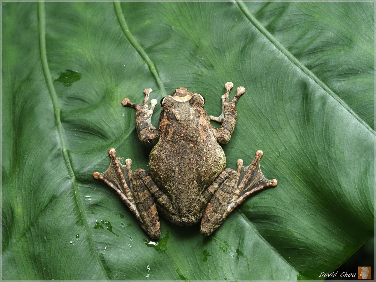 iNat user david8817 saw this Robust Kajika #Frog (Buergeria robusta, 褐樹蛙 in Chinese (traditional)) in #Taiwan and it's our Observation of the Day! This species is endemic to the island.

More details at: inaturalist.org/observations/1… #amphibians #nature #biodiversity