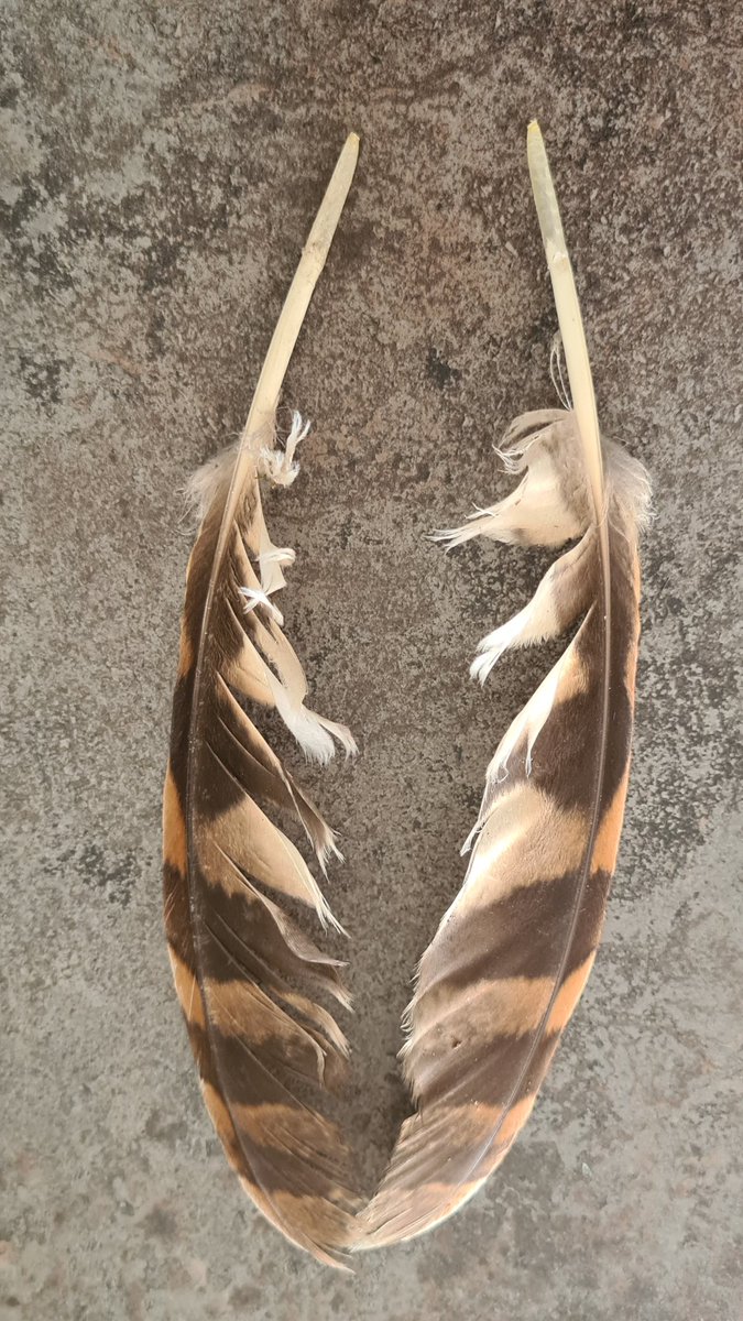 Birders of Twitter, just been asked to ID these, but my knowledge of feathers is non-existent. Can anyone help? Thanks